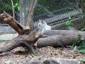 White Eurasian Lynx